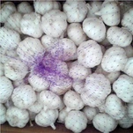 Vrhunsko pakiranje češnjaka